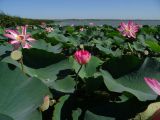 Nelumbo caspica