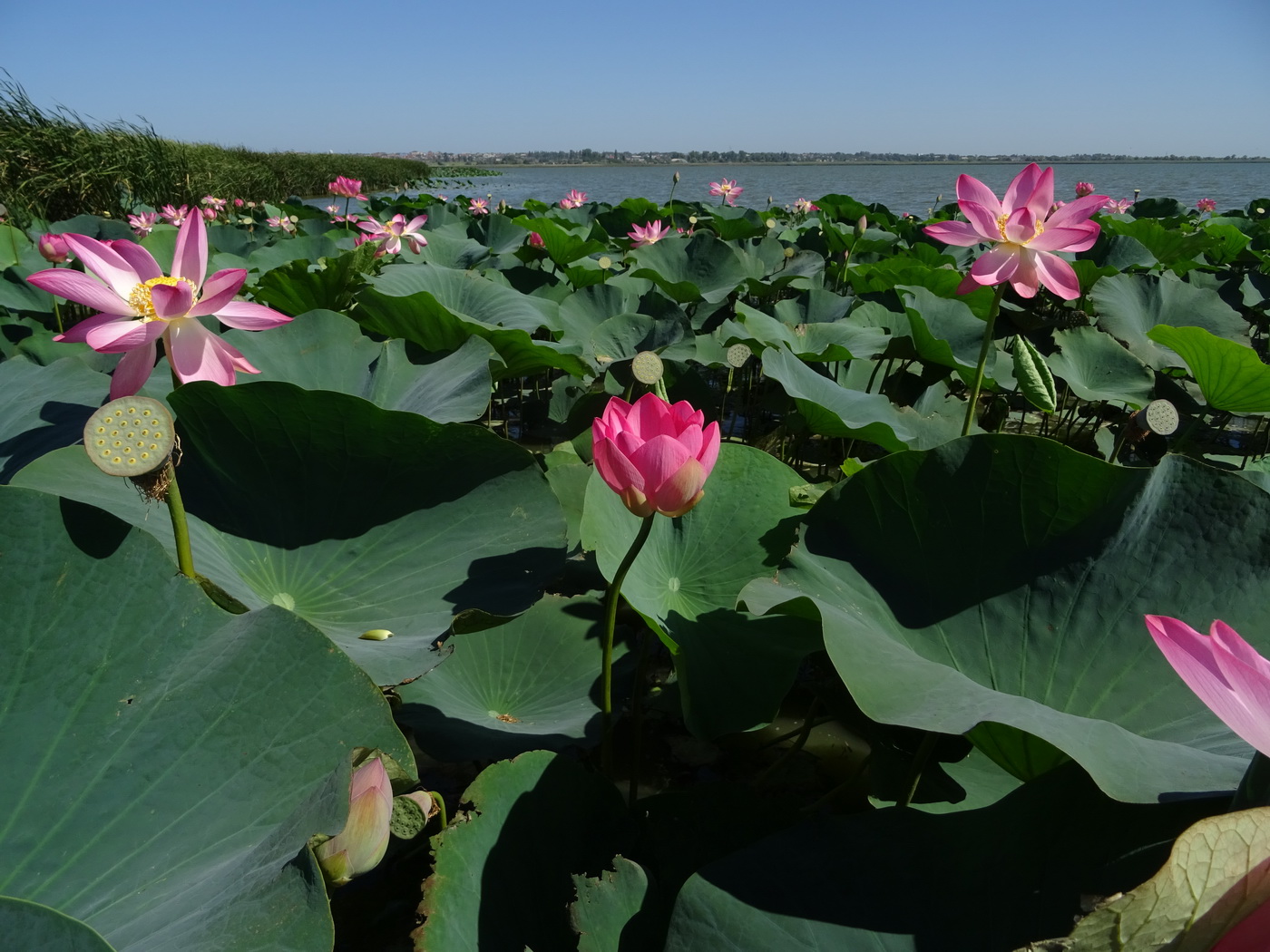 Изображение особи Nelumbo caspica.