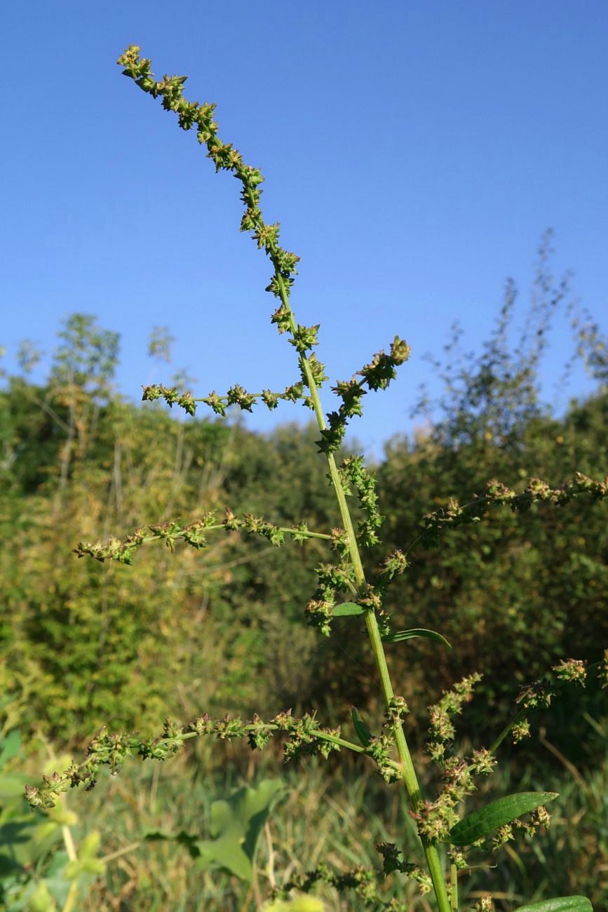 Image of Atriplex prostrata specimen.