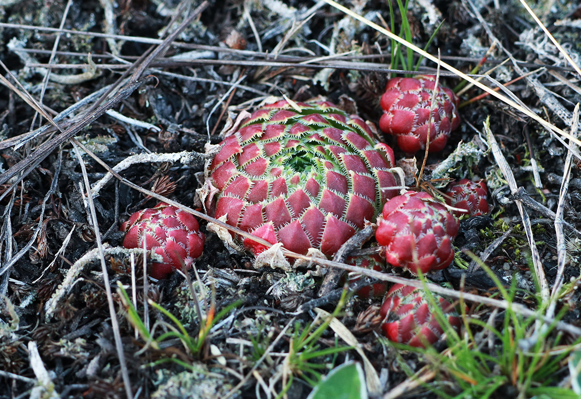 Изображение особи Jovibarba globifera.