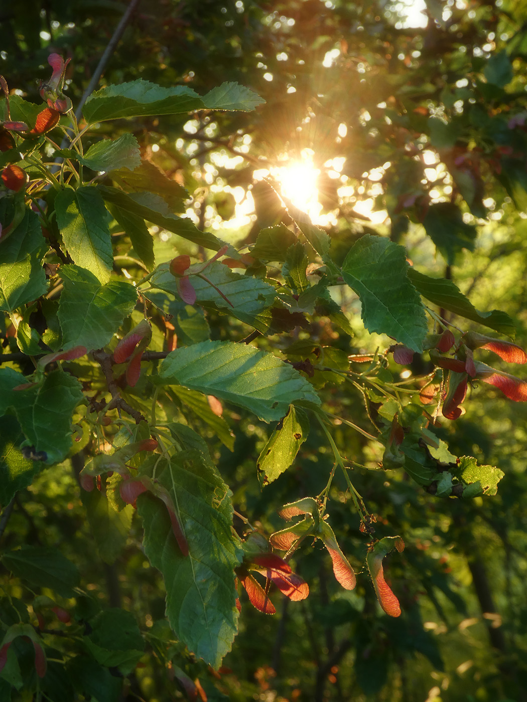 Image of Acer tataricum specimen.