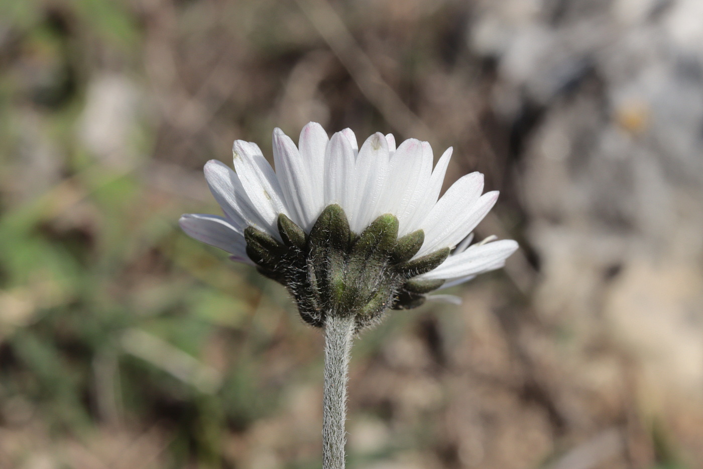 Image of Bellis sylvestris specimen.