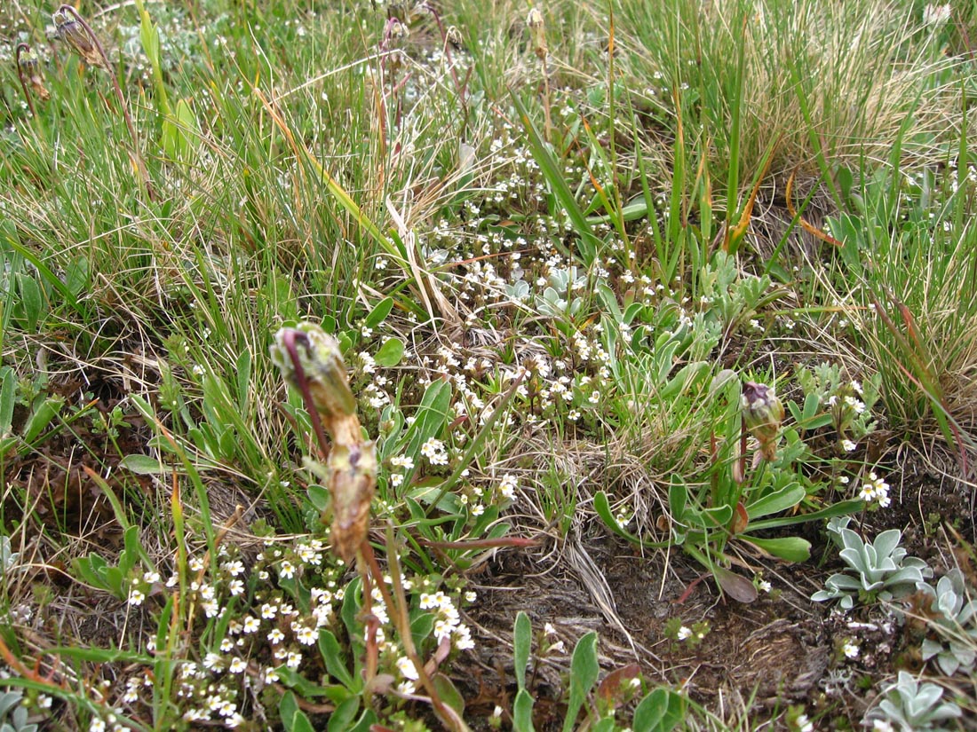 Image of Euphrasia ossica specimen.