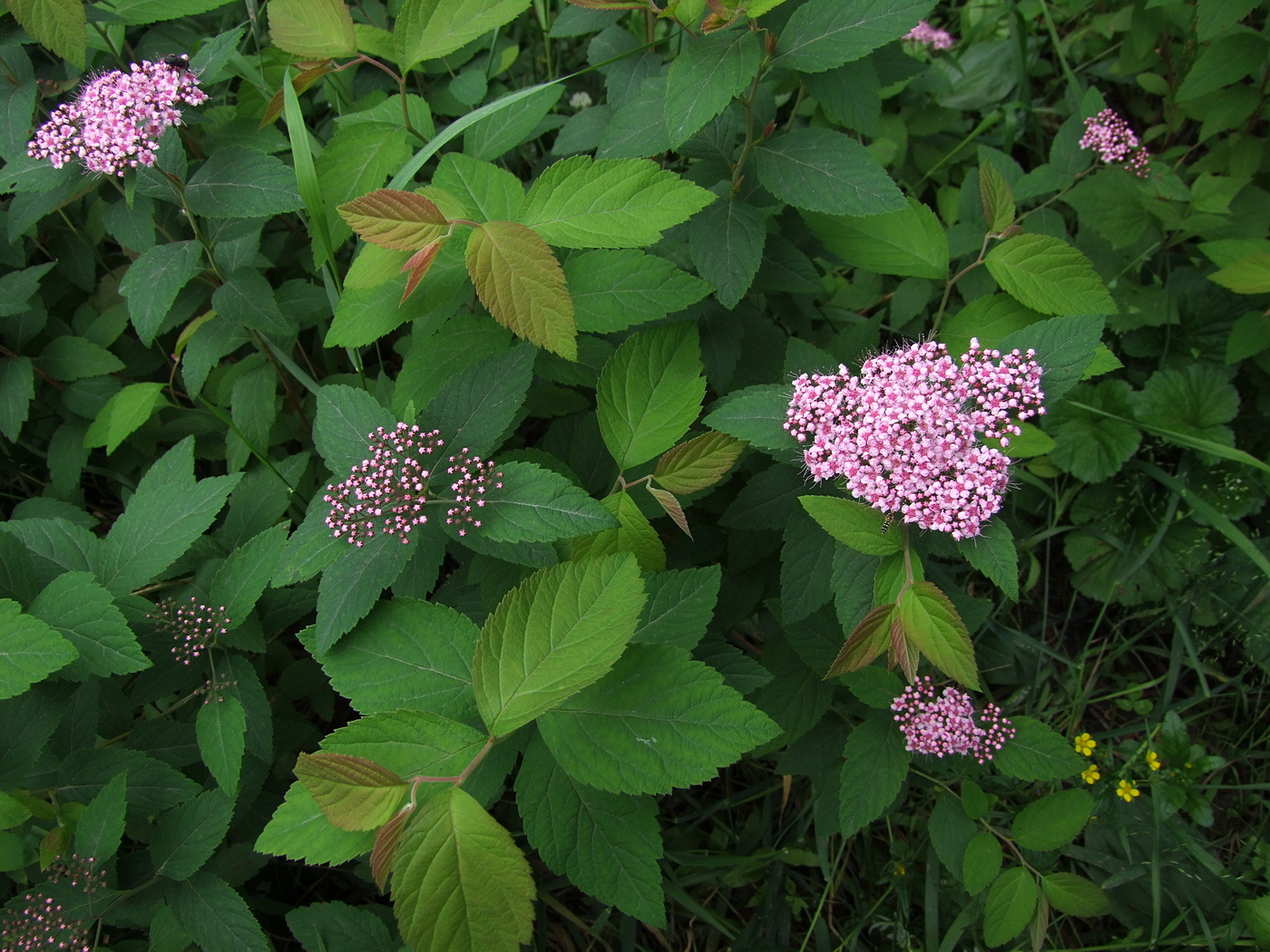 Image of Spiraea japonica specimen.