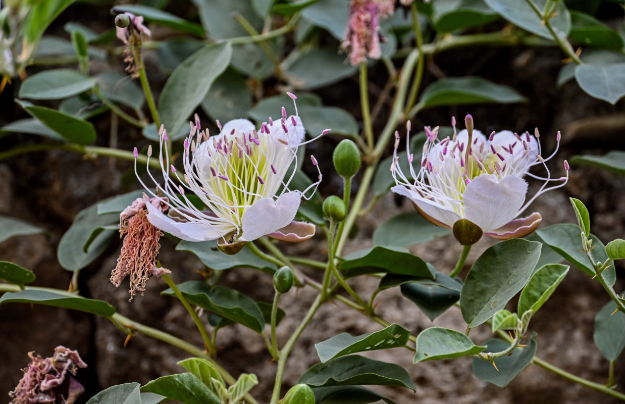 Изображение особи Capparis herbacea.