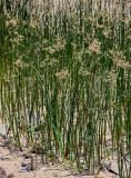 genus Cyperus. Цветущие растения. Египет, мухафаза Асуан, о-в Агилика, песчаный участок берега. 03.05.2023.