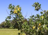 Смотреть изображение Cytisus villosus