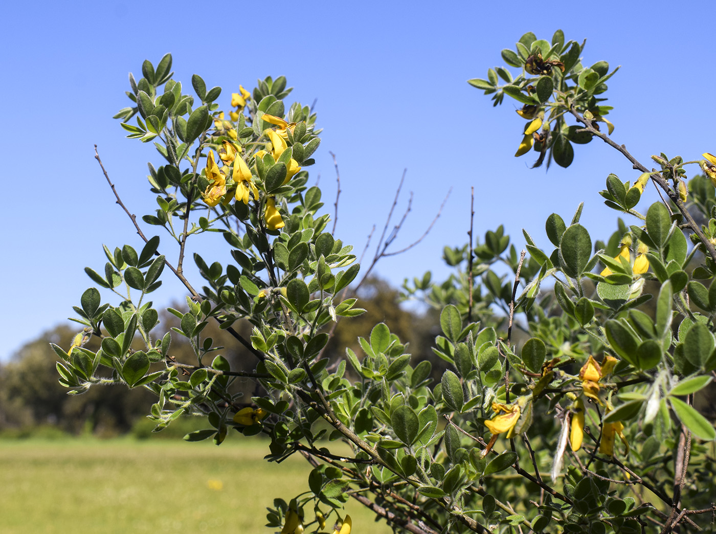 Изображение особи Cytisus villosus.