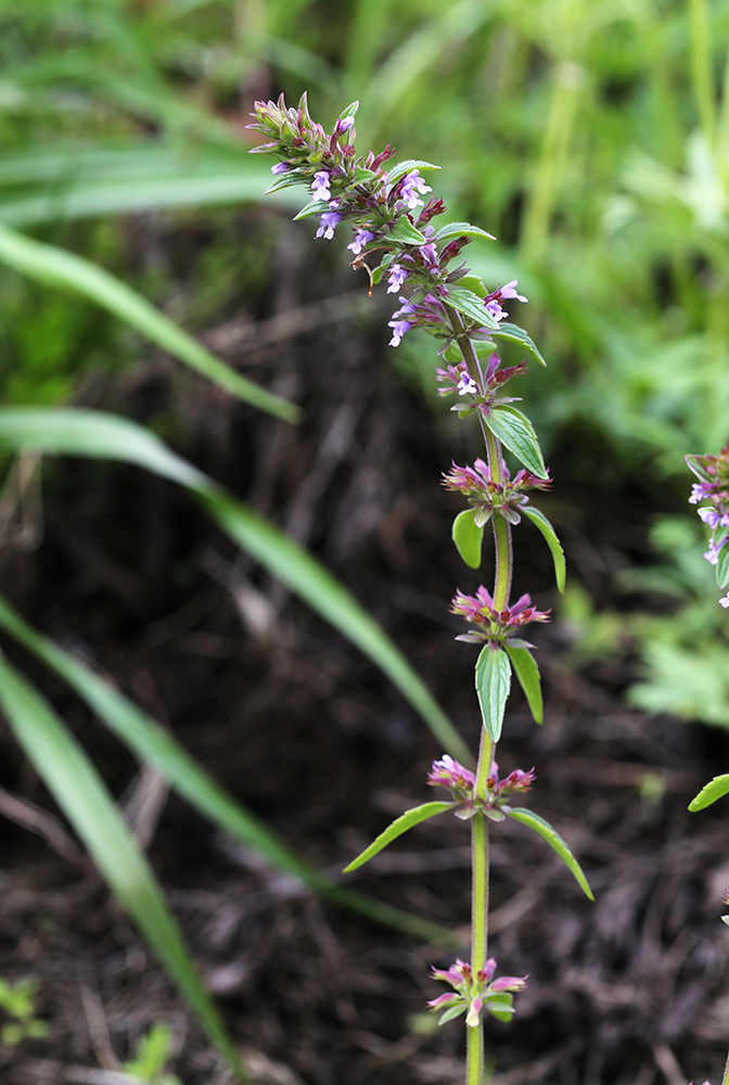 Изображение особи Dracocephalum thymiflorum.