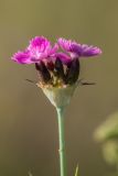 Dianthus andrzejowskianus. Соцветие. Ростовская обл., Верхнедонской р-н, окр. хут. Стоговский, степной склон. 09.06.2024.