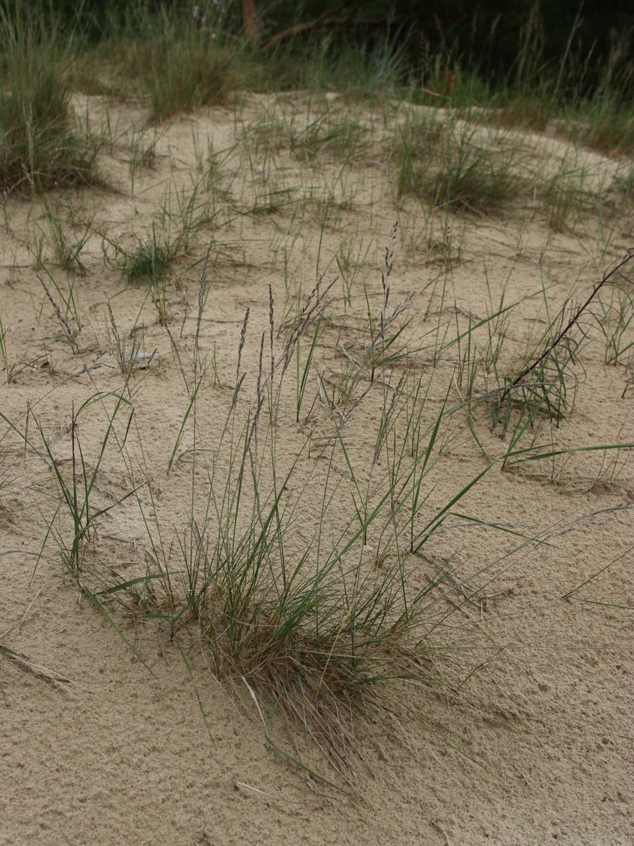 Image of Festuca sabulosa specimen.