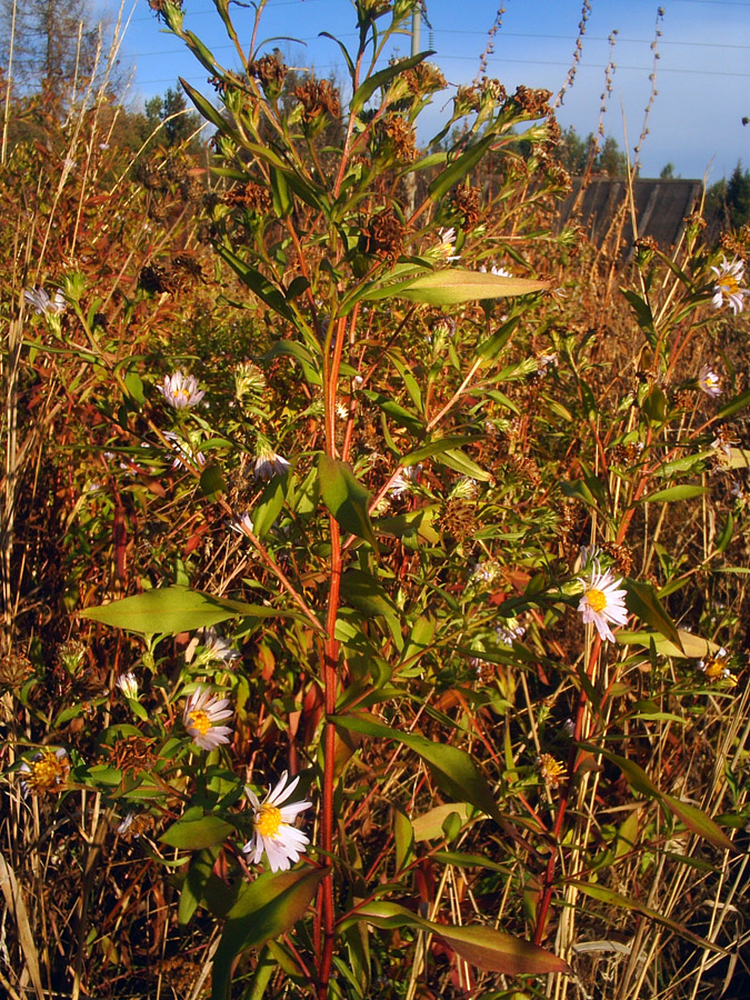 Image of Symphyotrichum &times; salignum specimen.