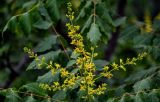 Koelreuteria paniculata