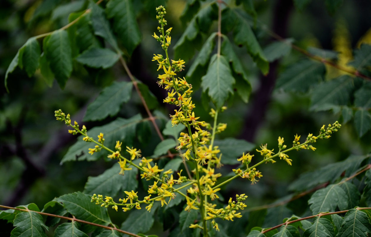 Image of Koelreuteria paniculata specimen.