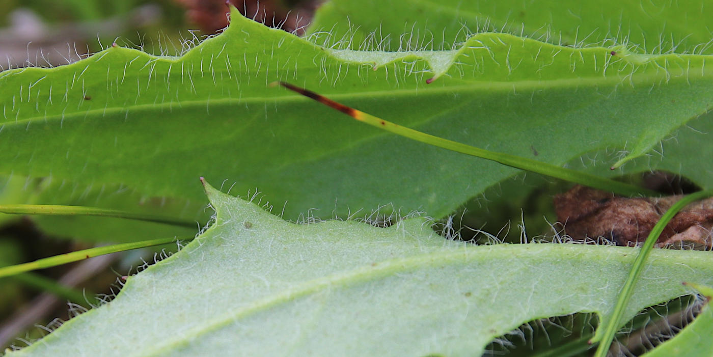 Image of Hieracium prolixiforme specimen.