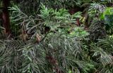 Cryptomeria japonica. Верхушка ветви. Китай, провинция Гуанси, рисовые террасы Лунцзи, смешанный лес. 29.05.2024.