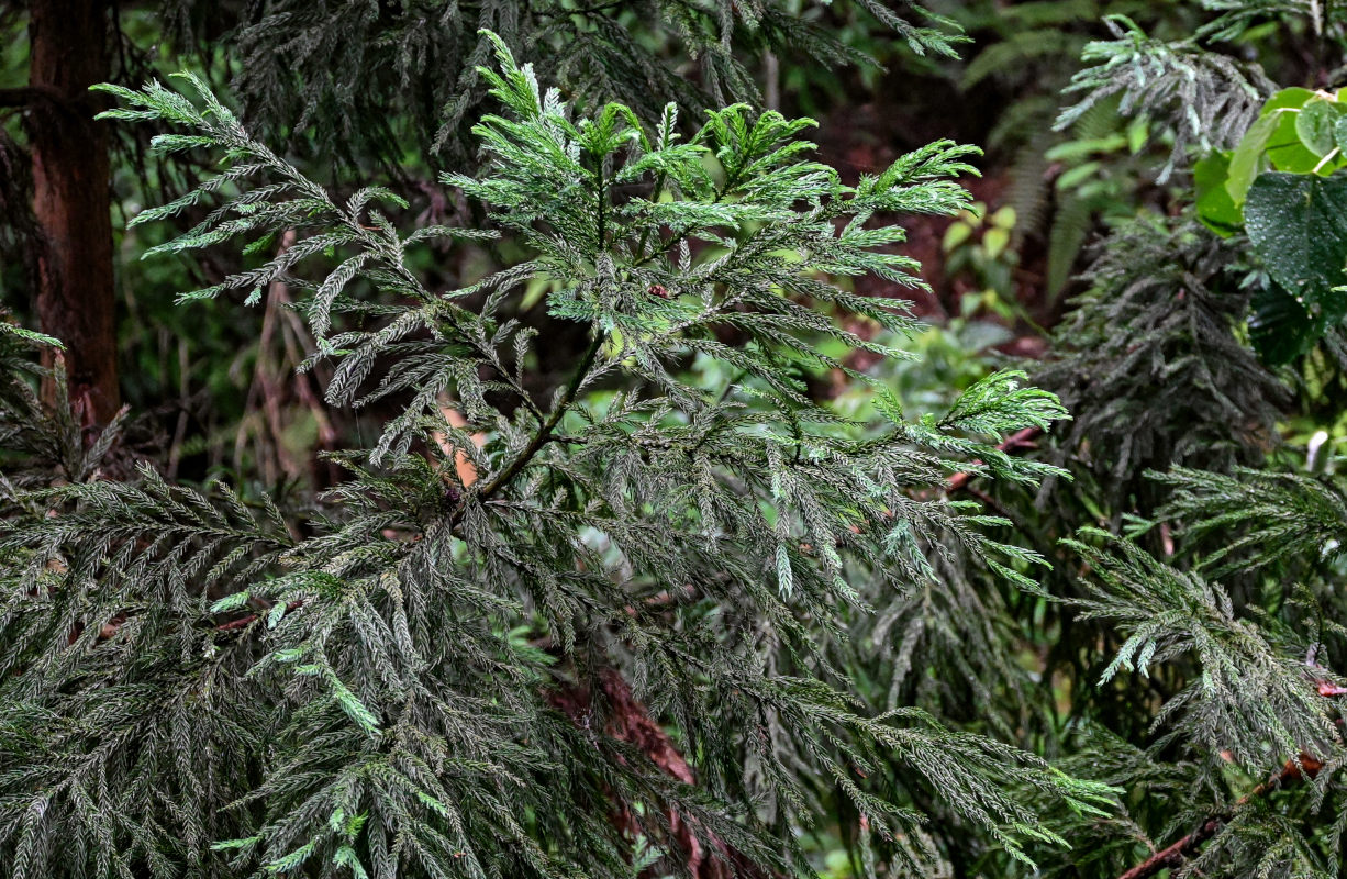 Image of Cryptomeria japonica specimen.