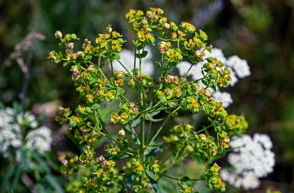 Изображение особи Euphorbia virgata.