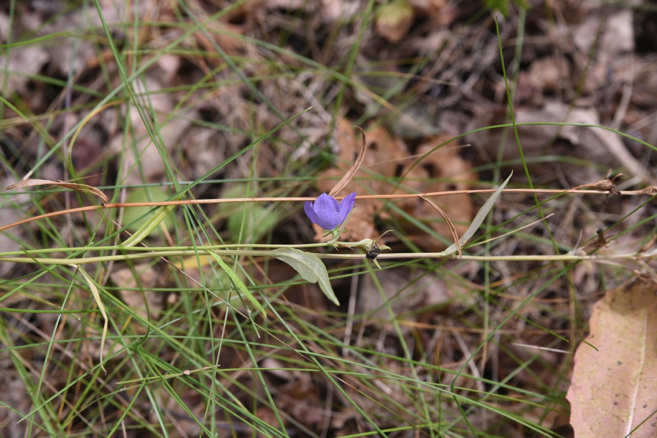 Image of Campanula persicifolia specimen.