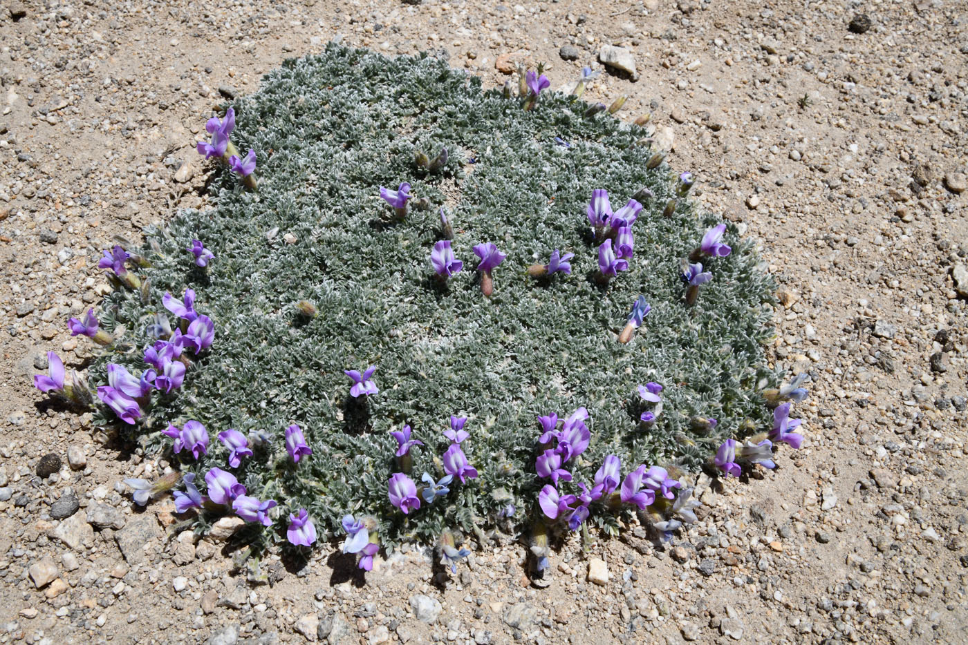 Image of genus Oxytropis specimen.