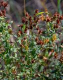 Hypericum perforatum