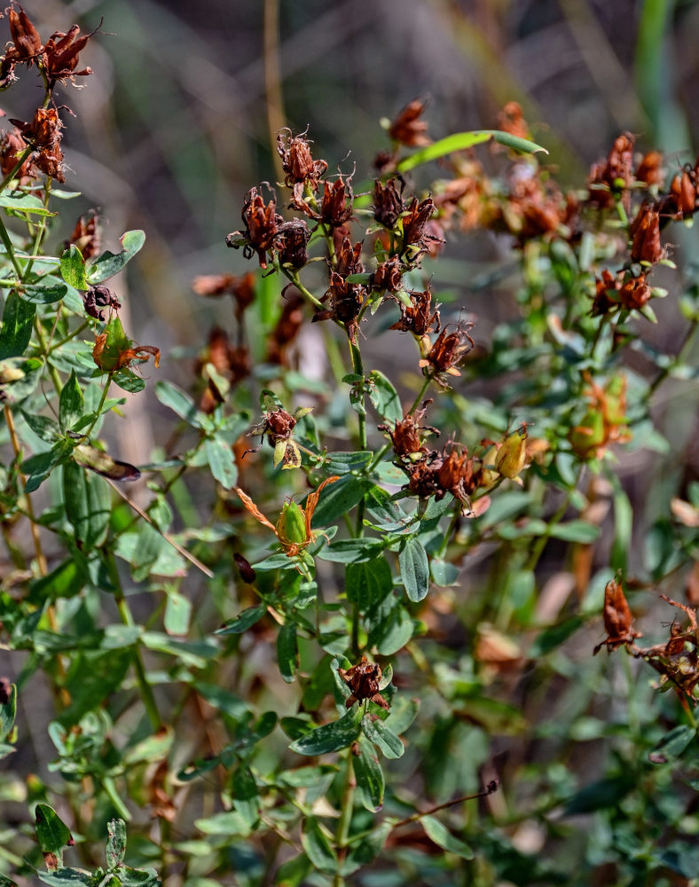 Image of Hypericum perforatum specimen.