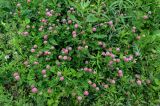 Trifolium hybridum. Цветущие растения в сообществе с Erigeron, Cirsium, Tanacetum, Convolvulus, Artemisia. Московская обл., окр. г. Железнодорожный, долина р. Чёрная, залежь. 16.06.2024.