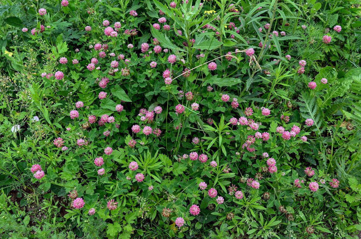 Изображение особи Trifolium hybridum.