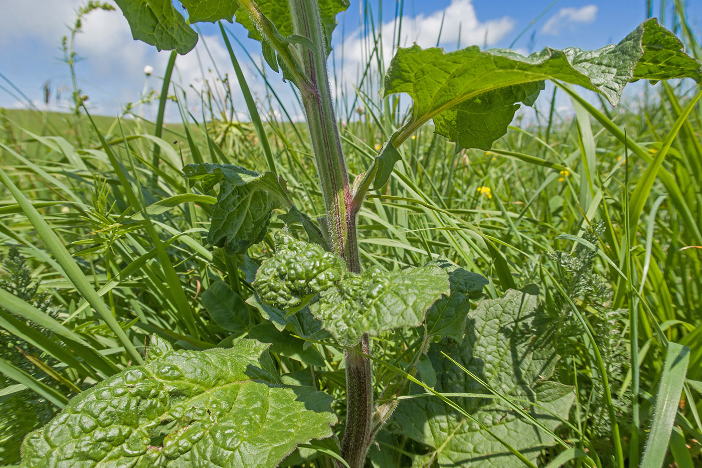 Image of Lapsana grandiflora specimen.