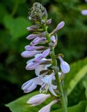 Hosta albomarginata. Соцветие с распустившимся цветком и бутонами. Костромская обл., г. Кострома, в культуре. 29.06.2024.