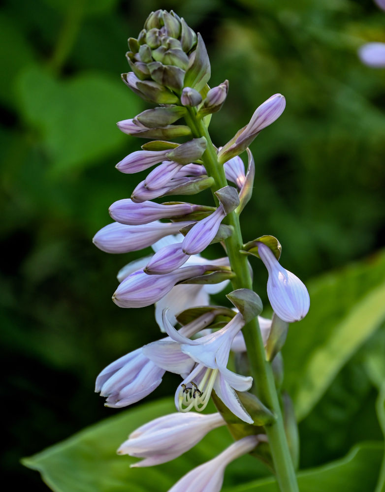 Изображение особи Hosta albomarginata.