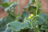 familia Brassicaceae