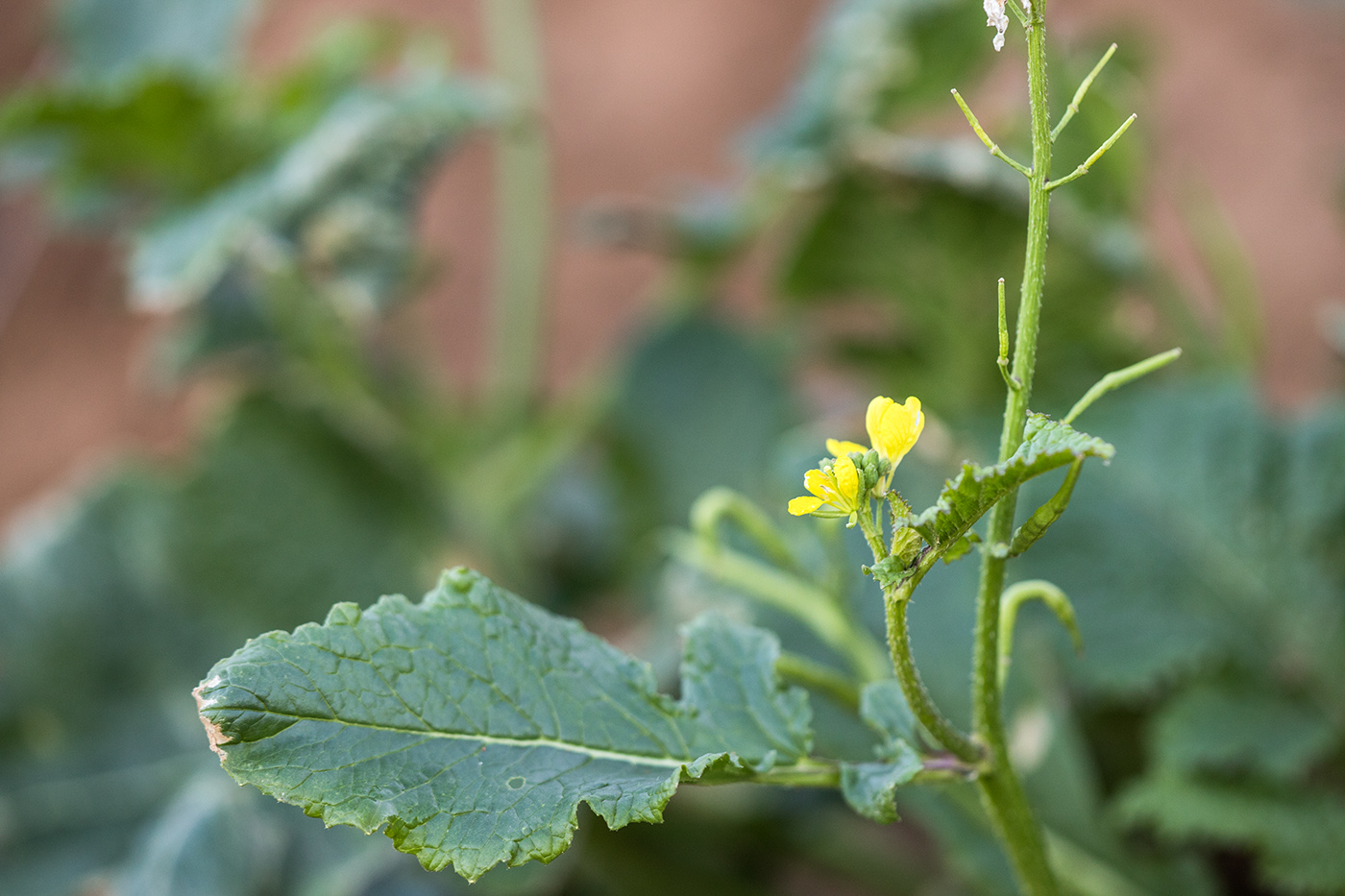 Image of familia Brassicaceae specimen.