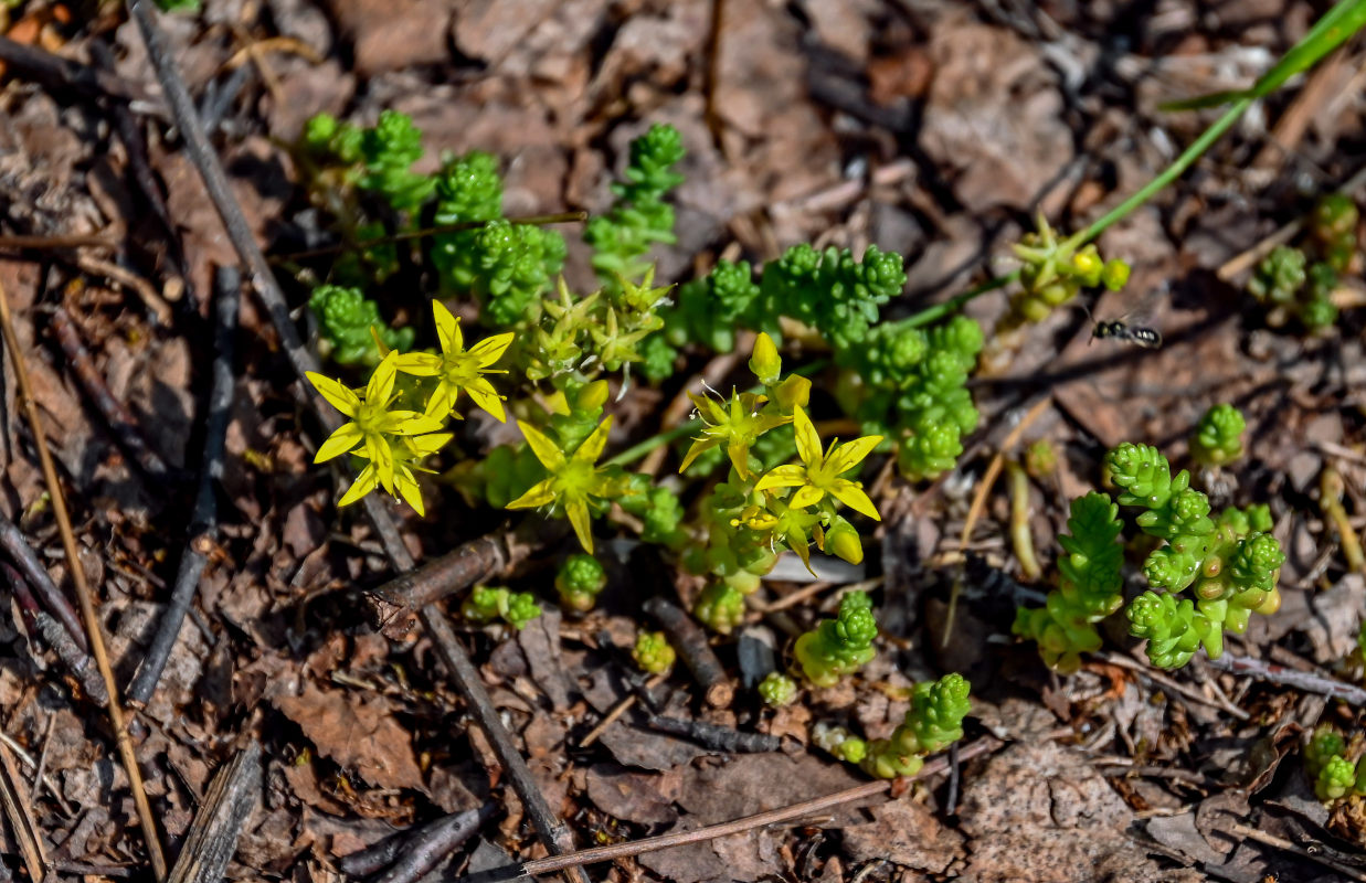 Изображение особи Sedum acre.