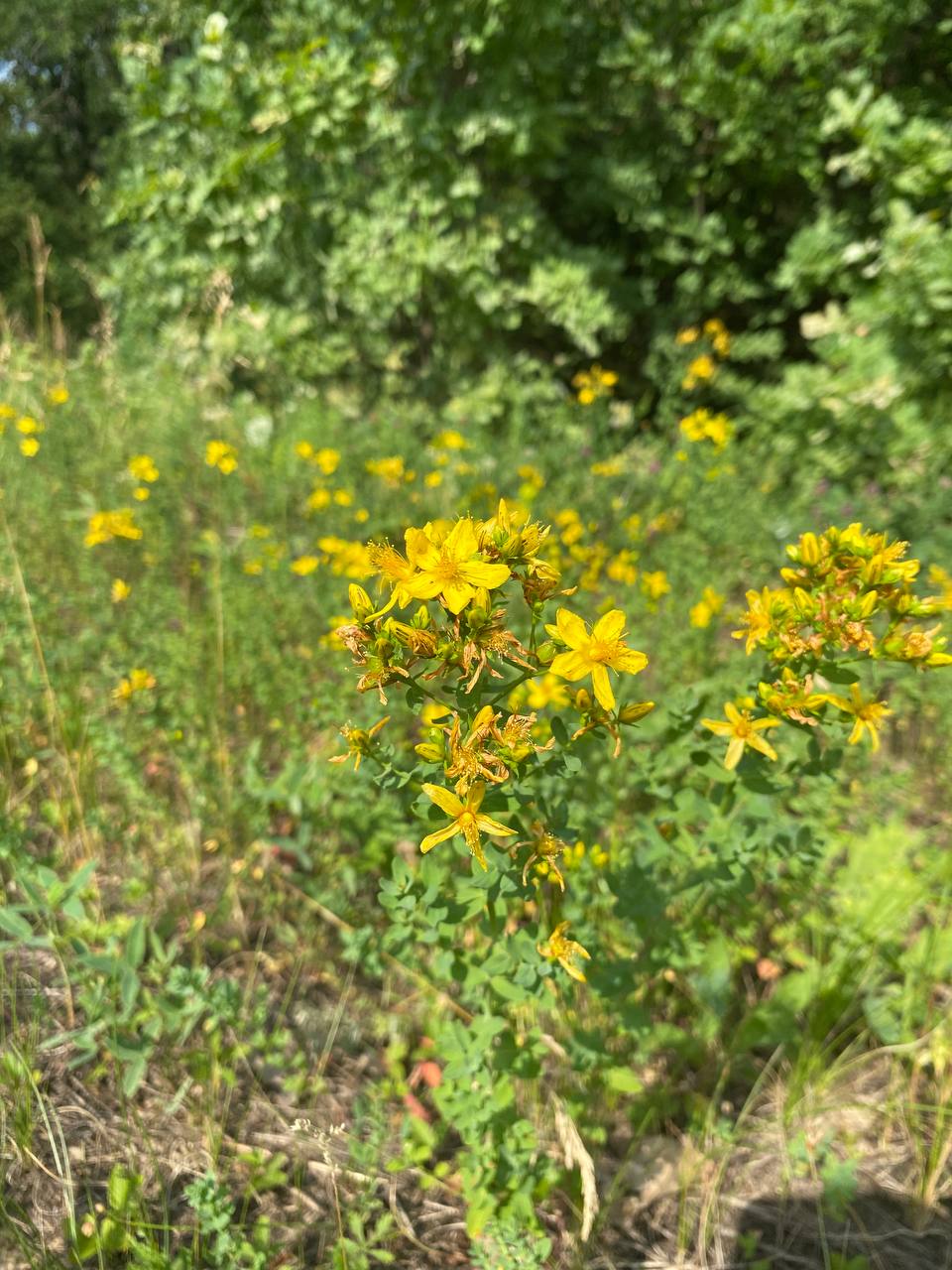 Image of Hypericum perforatum specimen.