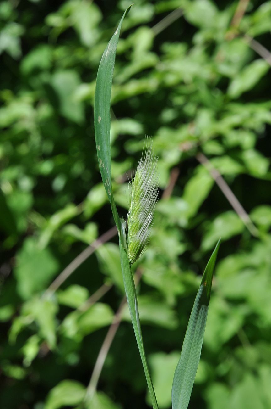 Изображение особи семейство Poaceae.