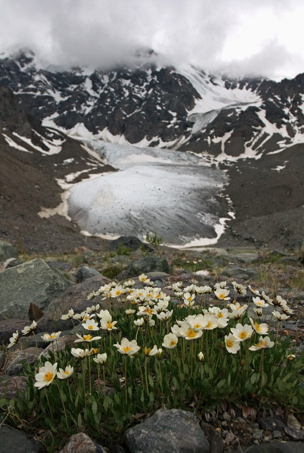 Image of Dryas oxyodonta specimen.