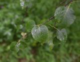 genus Betula. Лист с каплями дождя. Чечня, Шаройский р-н, 1 км восточнее ур. Хиндушты, высота 2080 м н.у.м., берёзовый лес. 1 июля 2024 г.