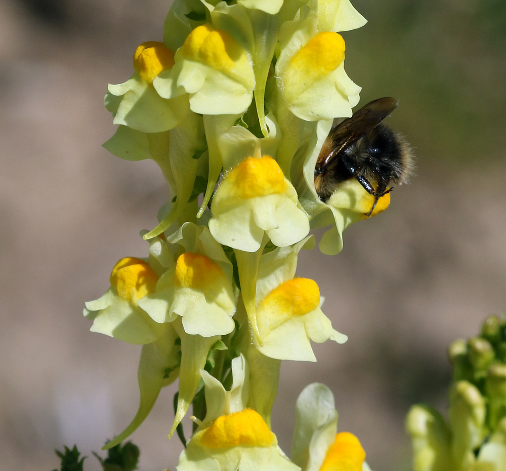 Image of Linaria vulgaris specimen.