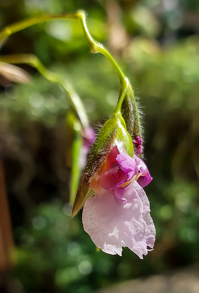 Image of Unknown species specimen.
