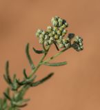 View full-size image genus Achillea