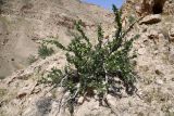 View full-size image Zygophyllum gontscharovii