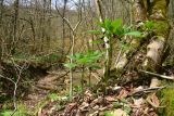 View full-size image Scopolia caucasica