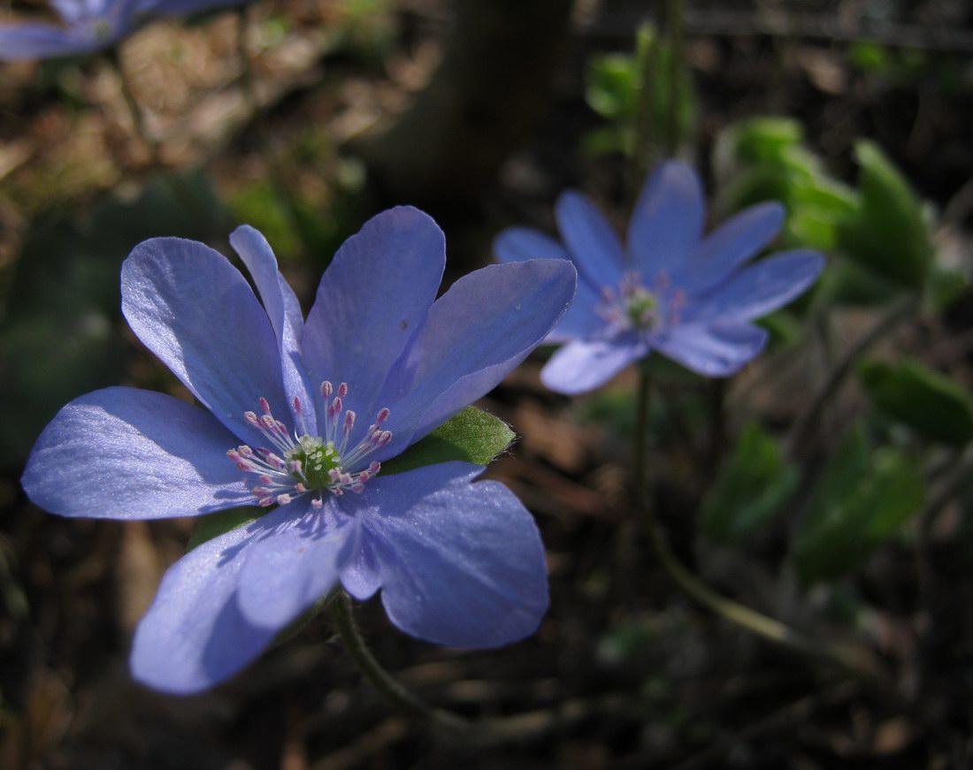 Изображение особи Hepatica nobilis.