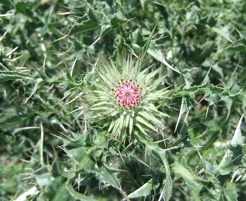 Image of Carduus acanthoides specimen.