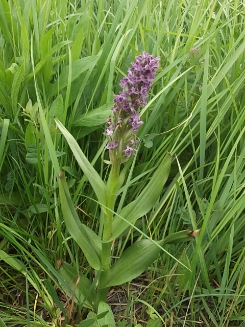 Изображение особи Dactylorhiza incarnata.