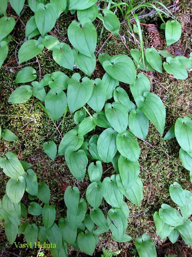 Изображение особи Maianthemum bifolium.