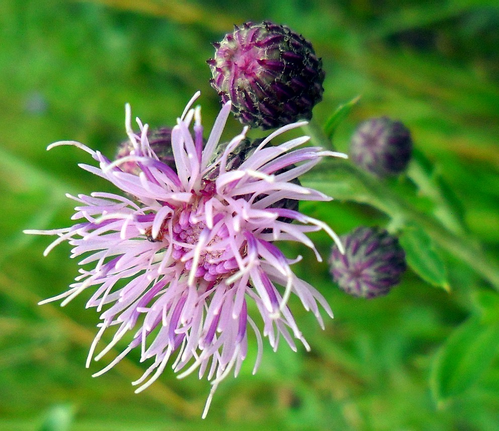 Изображение особи Cirsium incanum.