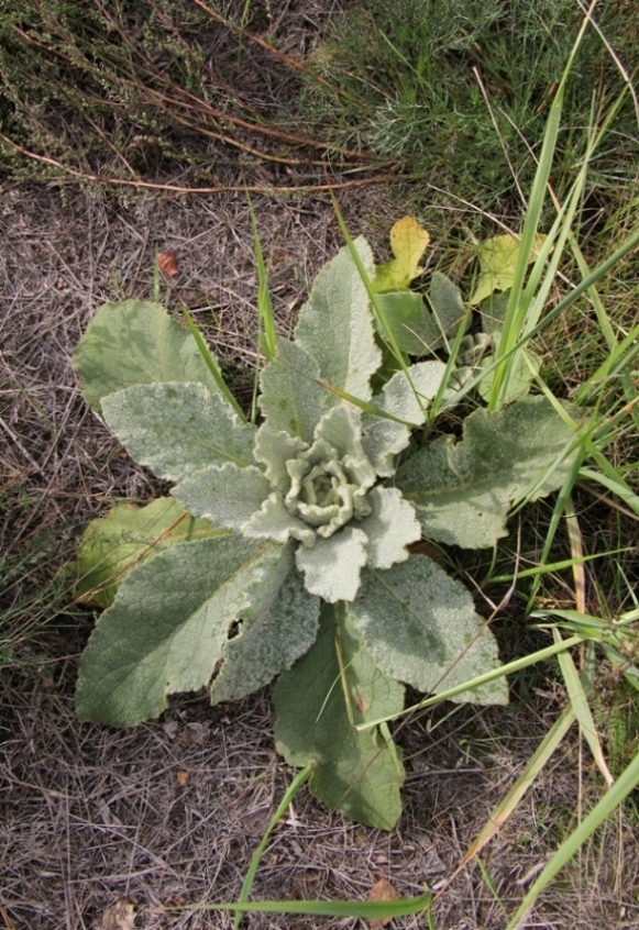 Image of Verbascum thapsus specimen.