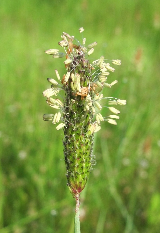 Image of Alopecurus geniculatus specimen.